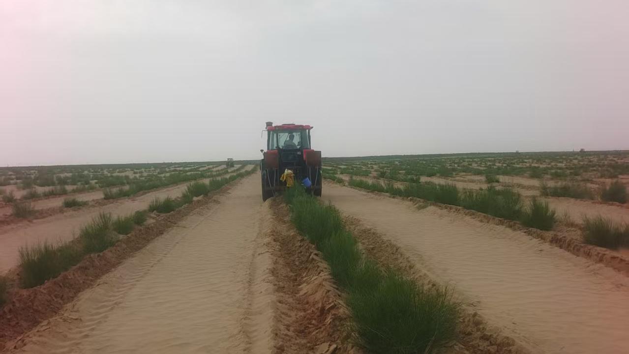 梭梭林里的绿色奇迹：甲木沙的生态责任清单