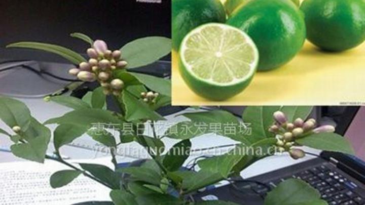 青柠霜冻防治实践，覆膜技术应用效果，气调包装储存对比分析