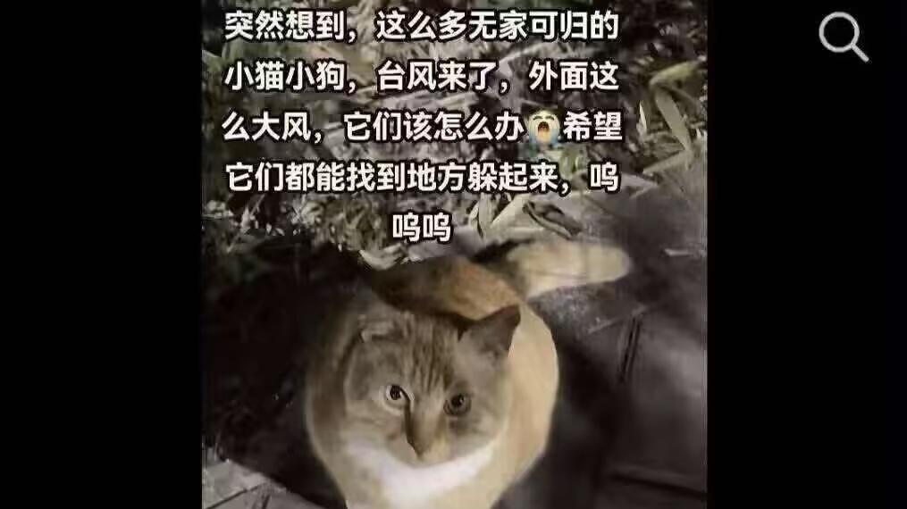 台风天，街上的小猫怎么办？
