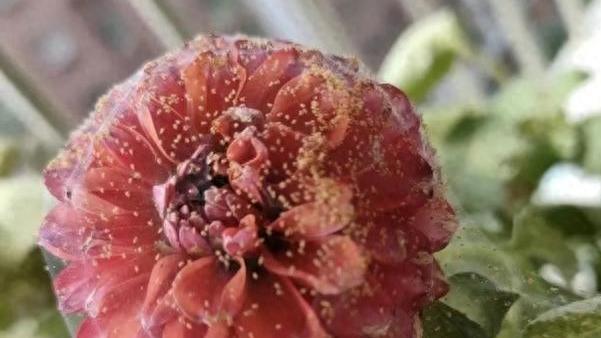 建议大家：这5种花，没病也要扔掉，不是瞎说，养时间久了有害！