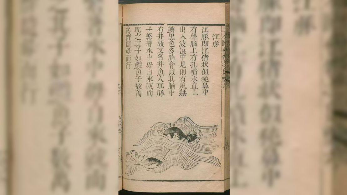 科学家称，古诗揭开了极度濒危江豚的隐秘历史