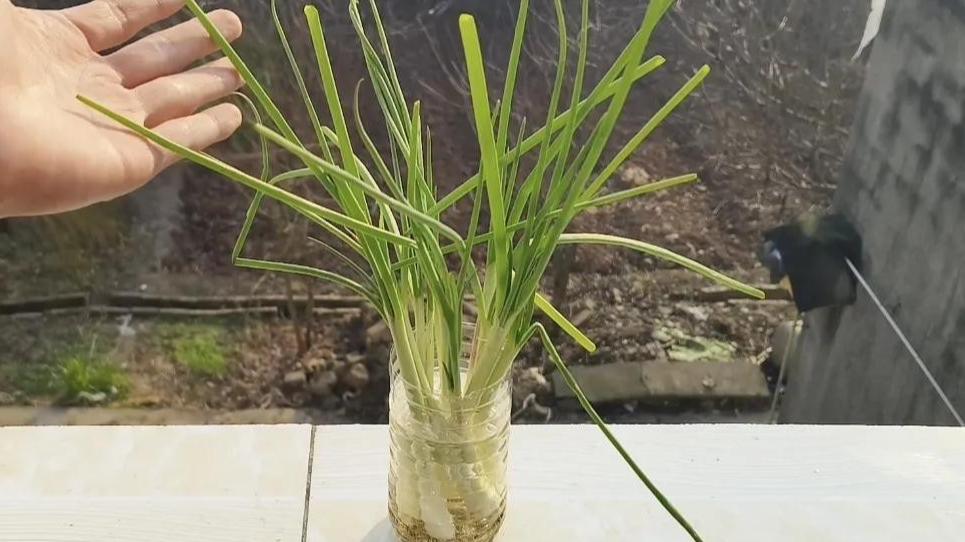葱花变“魔法”？冰箱里的小葱，一年四季都新鲜！