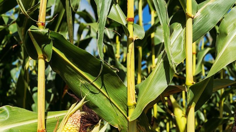 种植玉米，根外追肥技巧，提升产量效果显著