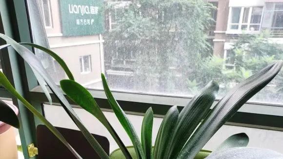 教你做“鸡蛋肥”，1颗鸡蛋发酵成肥料，养君子兰很好用！