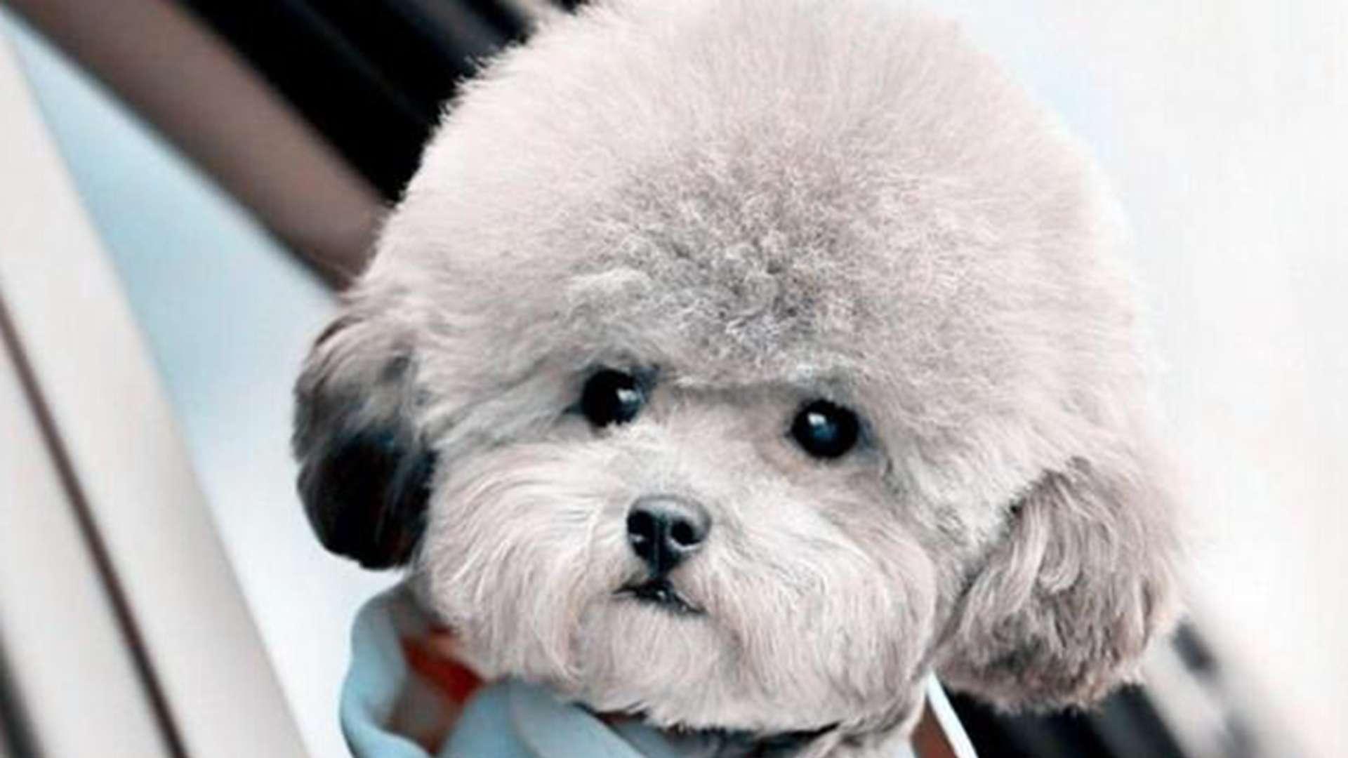 笼顶太阳能供电，退役军人设计，贵宾犬环保，能耗降九成