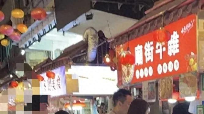 回归普通富有人家孩子的汪汪队要不要再遮遮掩掩出行