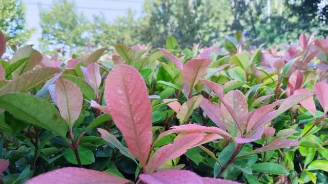 当我开始给孩子多巴胺戒断时，他终于放弃了手机，自驱力被激活了