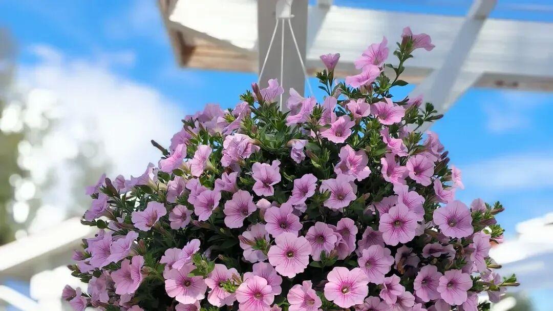 南北养盆栽矮牵牛差别很大，附爆花和扦插技巧，预防立枯病