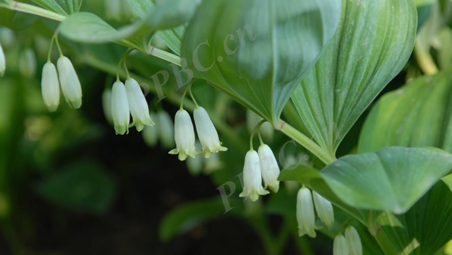 滋阴润燥的“甘泉”，药食同源的佳品——玉竹