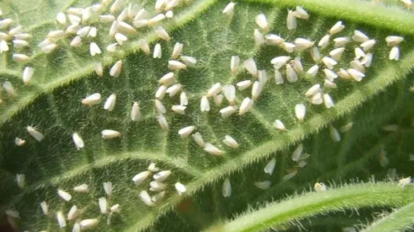 白粉虱泛滥要人命！各个地区白粉虱的不同特点，以及防治“绝招”