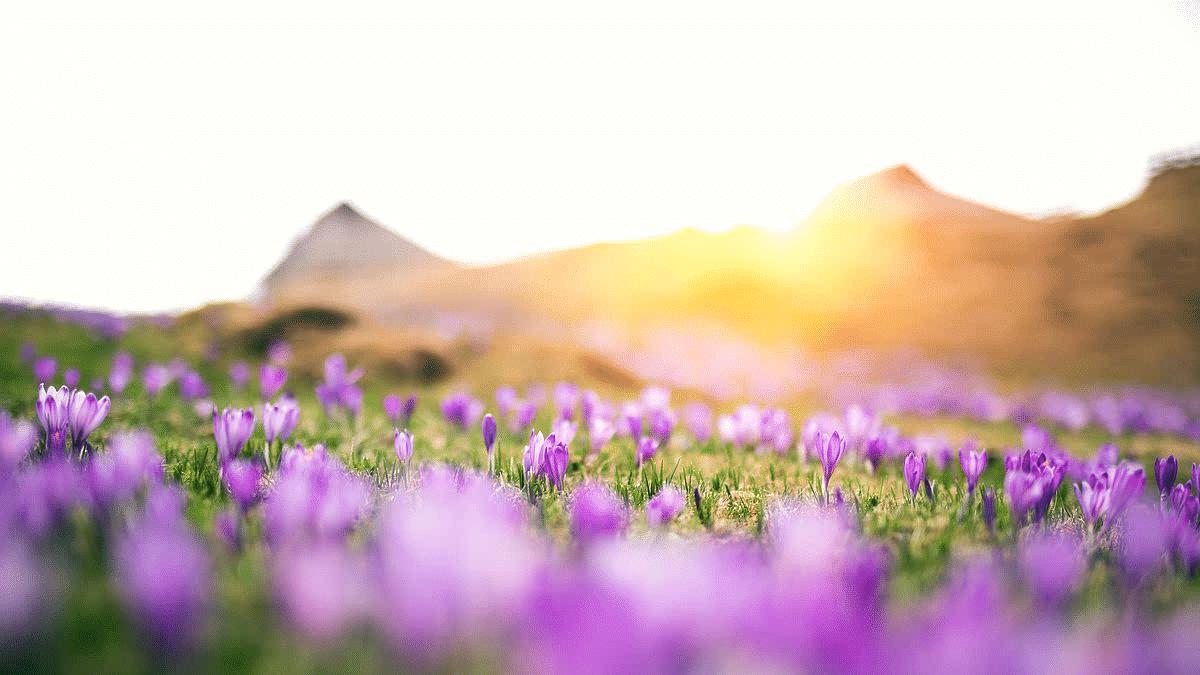 中证医药指数压向前低，葛兰们还会反弹吗？