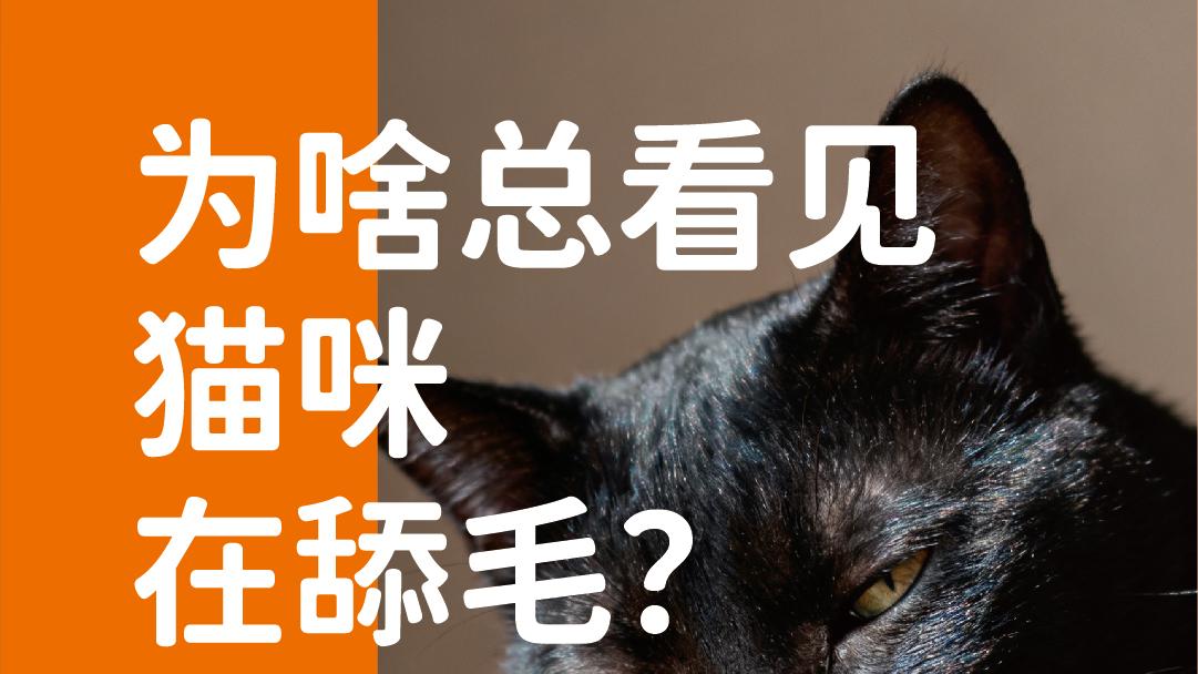 象乡宠物食品 | 为啥总看见猫咪在舔毛？