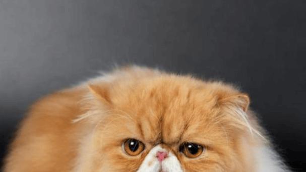 2025宠物空气净化器哪个牌子好？内行人教你3招避坑，照买准没错