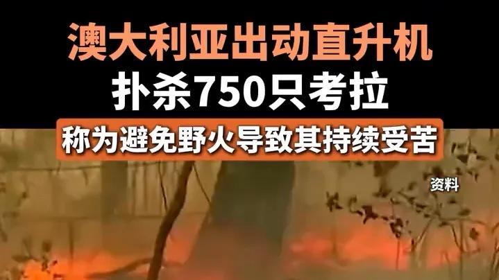 澳大利亚出动直升机搭载狙击手，射杀750只考拉，救都不想救了