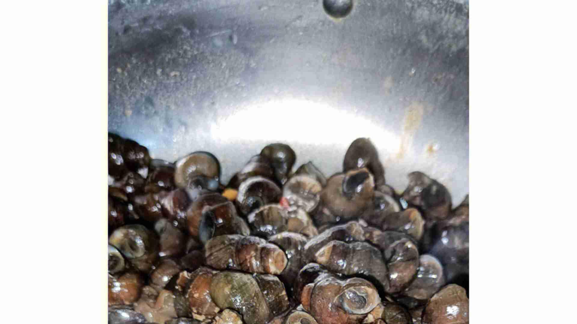 混养密度计算准，季度对比收益高，池塘田螺控藻类，大学生返乡案例