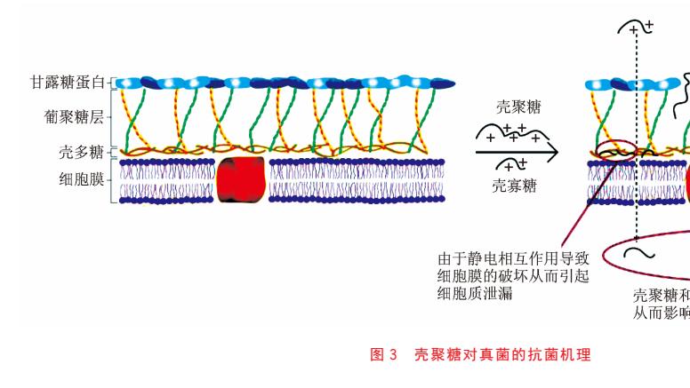 植物也能打“疫苗”？带你认识守护作物的“免疫卫士”