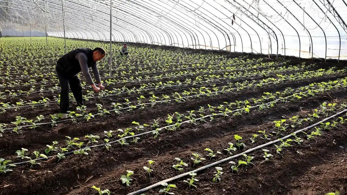 蔬菜种植和育苗全指南：土壤配方、温度控制及科学管理技巧分享
