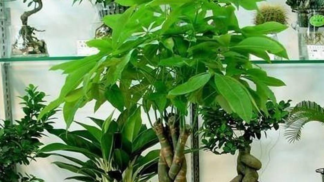 发财树护干，空气流通实验，社区养老院，风扇角度调