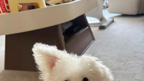 狗狗竖起耳朵 ！不同状态全解读，宠主秒懂汪星人情绪