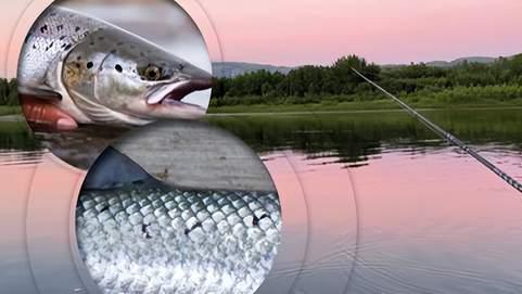 新的深度学习工具可以判断你的三文鱼是野生还是养殖的