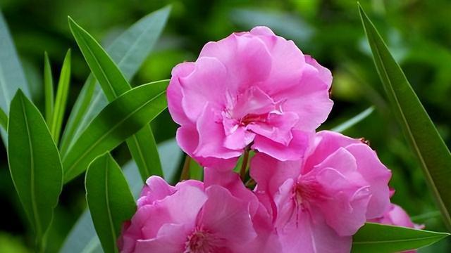 提拉米苏中毒后续！有毒植物做装饰，蛋糕店老板爆内幕，年入百万