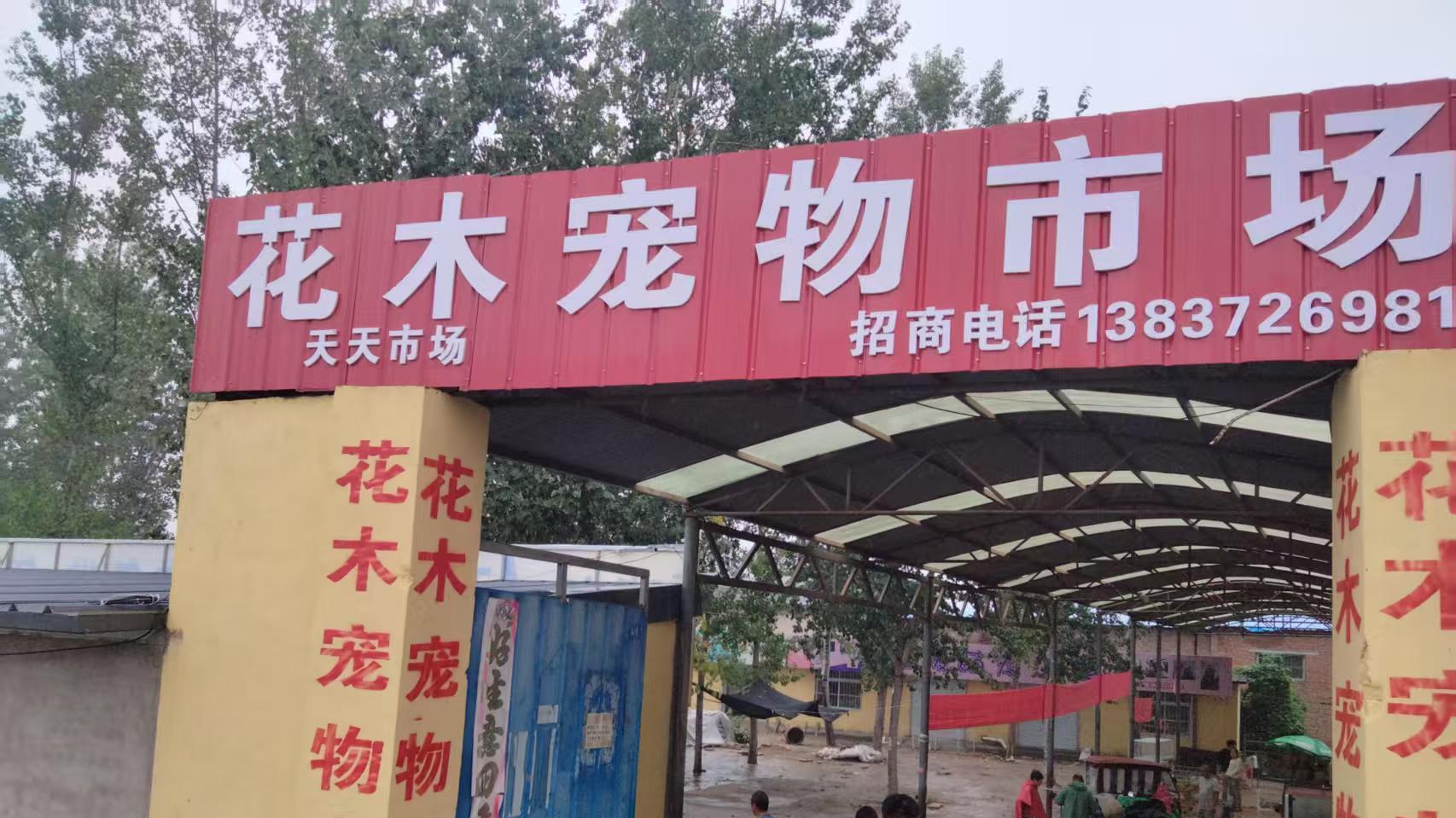 雨中走访彰显专业与诚意，助力2026年郑州宠物科技盛会