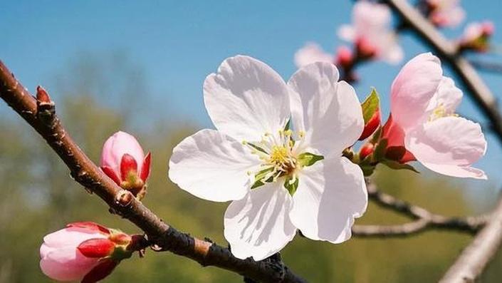 杏树种植技巧分享，提高坐果率有妙招，种植户必看实用指南