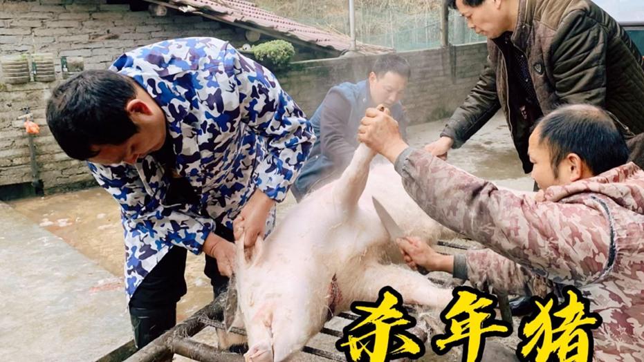 散养家养猪成本分析，肠胃炎中药防治半年疗程，转行农户注意事项