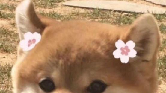 十大放心狗粮国产，性价比拉满，来看看适不适合你家狗狗