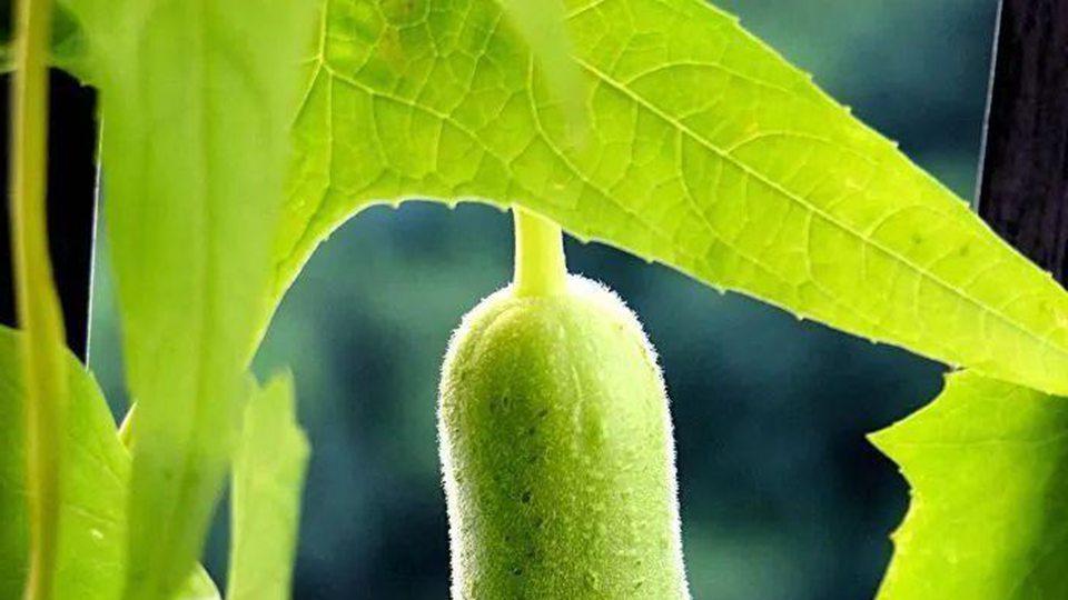 丝瓜连阴雨授粉困难，人工辅助授粉效果显著，三周生长对比分析