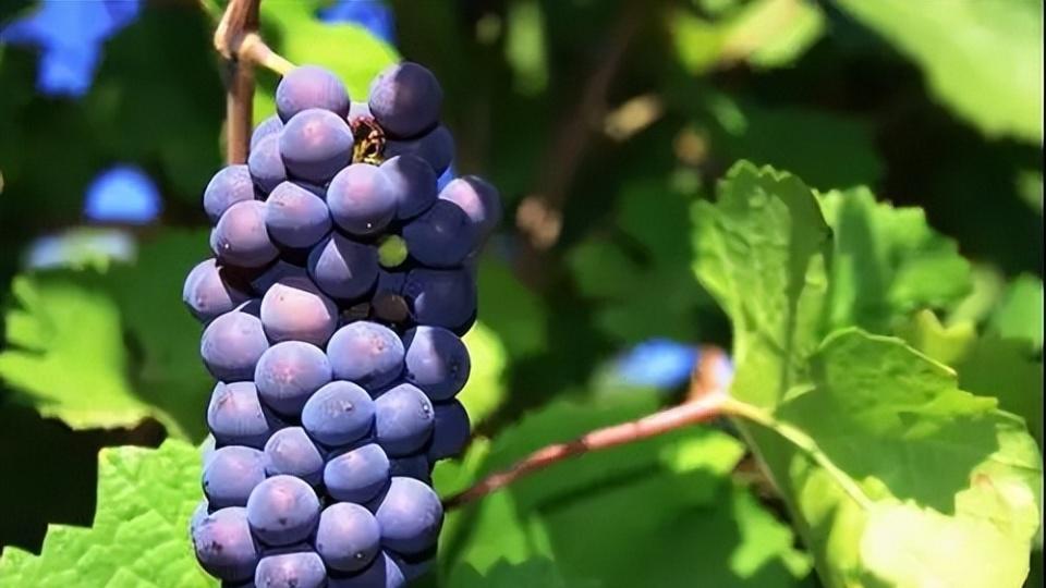 红酒里的"特殊选手"：这些酿酒葡萄，鲜食党碰都不碰