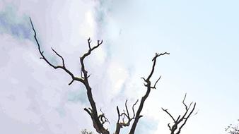 临渭区三官庙村楝树：虬枝苍劲 乡愁绵长