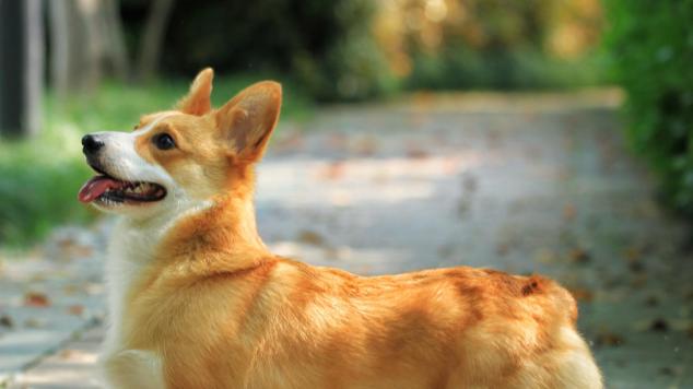 公司毛茸茸主理人，这游戏同盟社交更暖萌