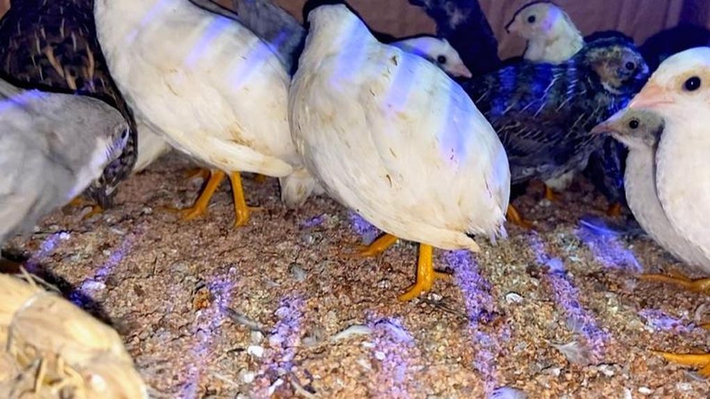 开展芦丁鸡育肥喂养，催肥饲料巧搭配，体型达标出栏快​