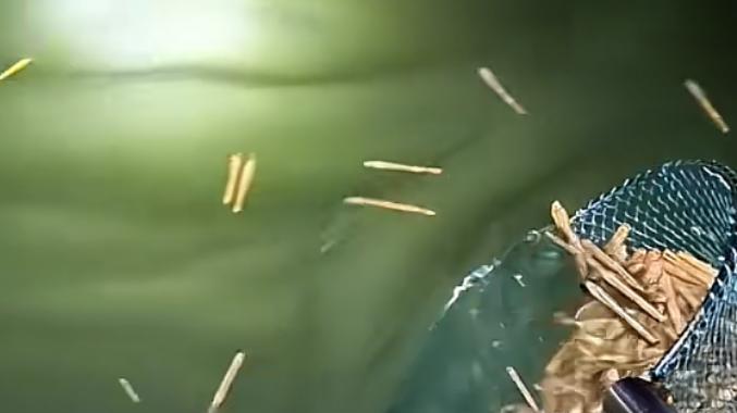 大连蛏子大爆发？密密麻麻铺满海面，男子一网捞几斤！网友眼红：被抄家了！