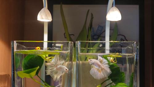 斗鱼烂尾是什么原因怎么救？实操指南来了