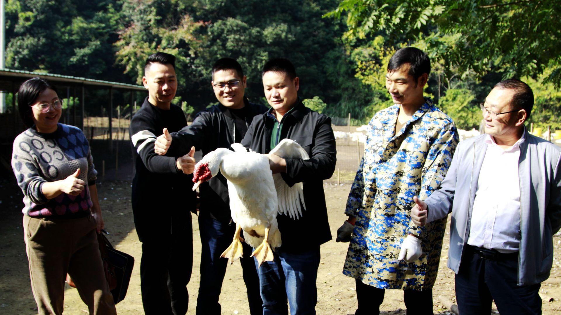 阳新： 3年养出15斤“硬核屯鸟王”