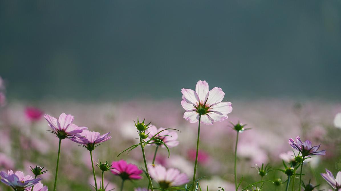 女人视你为唯一，不是讨好或主动，而是这些行动