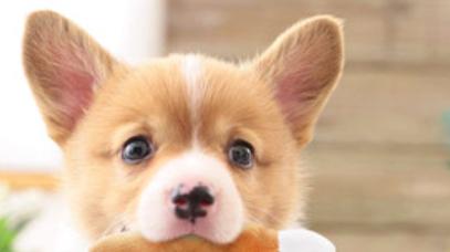 义乌现实版“疯狂动物城”，来了！