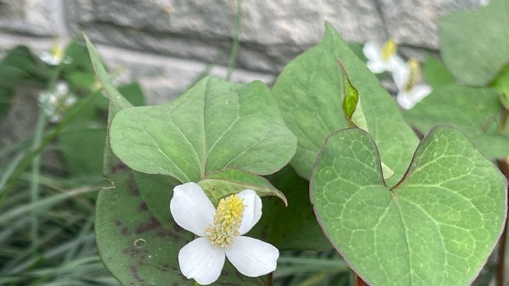 鱼腥草病虫害多样，综合防治难度大，生态防控新技术，降低病虫害率