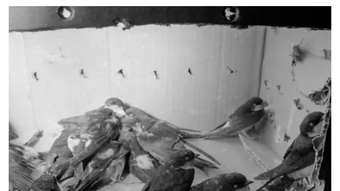 黑龙江火了！大量燕子滞留，它们为啥来不及南飞，是灾害预兆吗