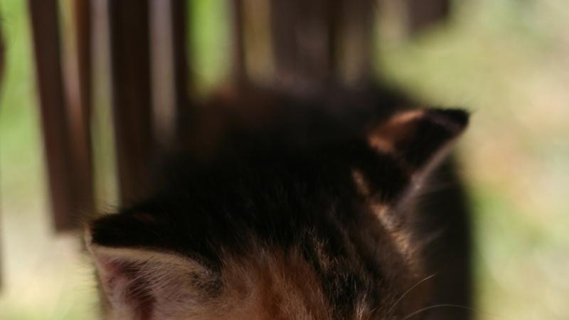 猫咪一定要吃猫粮吗？揭秘猫咪饮食的真相