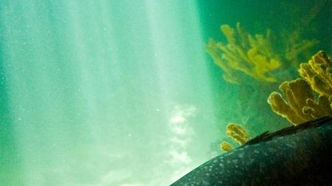 石斑鱼日常管理重细节，细节管理不放松，鱼品质量更出众​