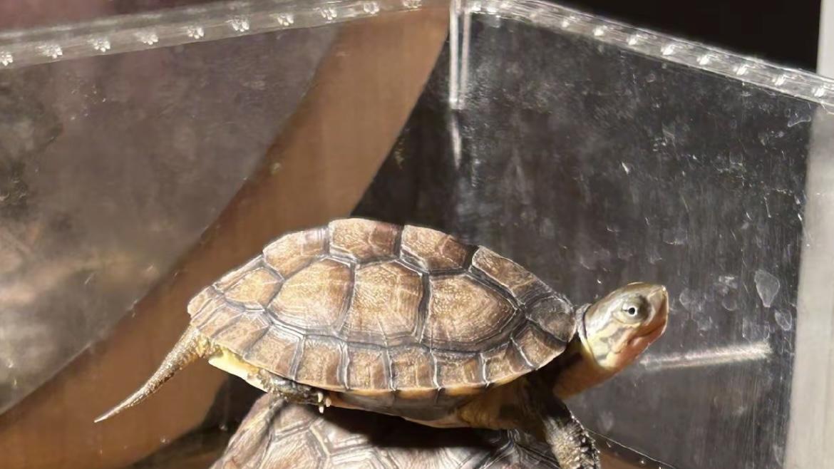 乌龟不进食的四大原因及应对策略，你了解多少？