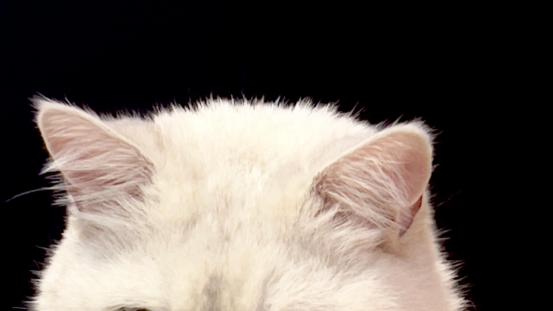 银渐层猫粮怎么选？适合银渐层的口碑好的猫粮牌子推荐