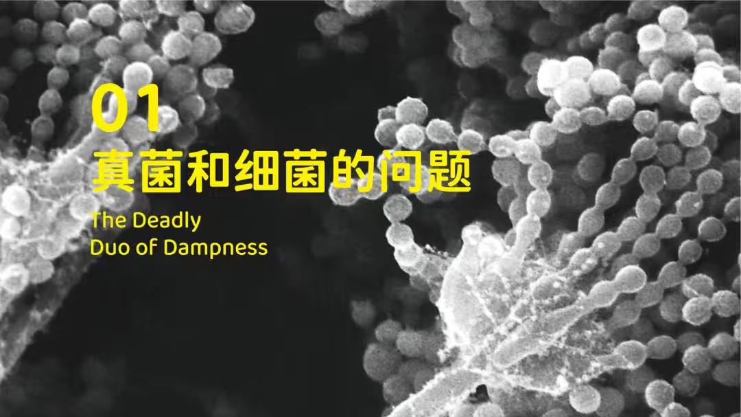 象乡宠物食品 | 下雨不停? 预防宠物真菌皮肤病