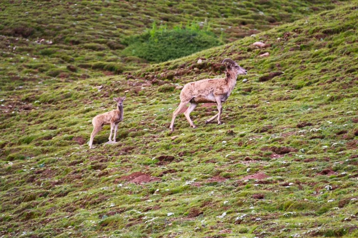 最激动人心的偶遇，最野生的野生动物（母与子）