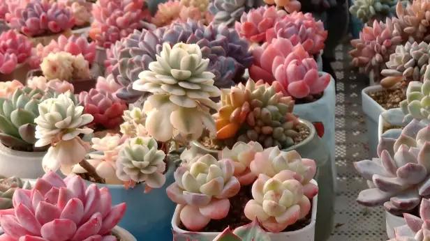 昆明的冬季，多肉状态拉满，超级漂亮，比补光灯养的还好！