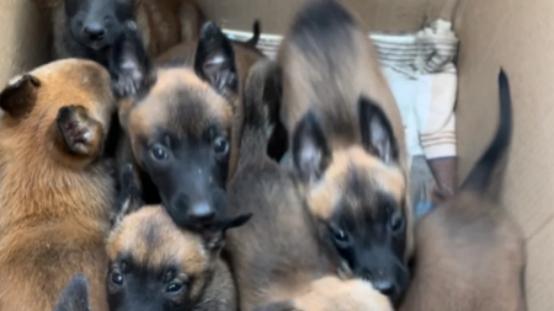 马犬吃什么狗粮好，马犬狗粮推荐，轻松养出强壮小狗