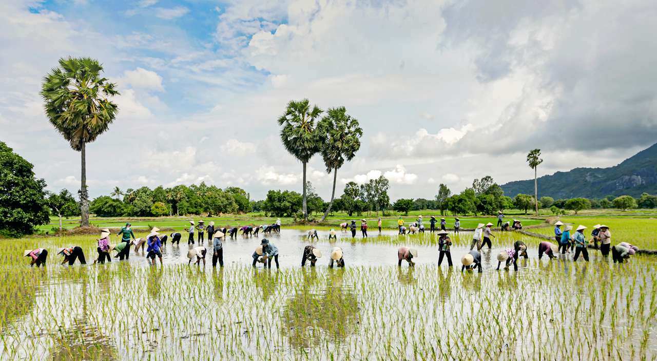 松茸仿生栽培环境构建，探讨菌根合成与林下微环境调控关键技术